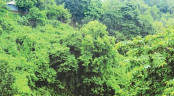 কক্সবাজারে ৭০০ একর বনভূমির বন্দোবস্ত বাতিল করেছে সরকার 
